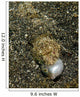 Lizardfish Feeding Fish Lembeh Wall Decal Design 2