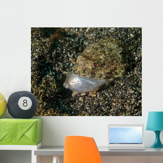 Lizardfish Feeding Fish Lembeh Wall Decal Design 1