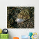 Lizardfish Feeding Fish Lembeh Wall Decal Design 1