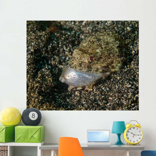 Lizardfish Feeding Fish Lembeh Wall Decal Design 1