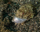 Lizardfish Feeding Fish Lembeh Wall Decal Design 1