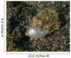 Lizardfish Feeding Fish Lembeh Wall Decal Design 1