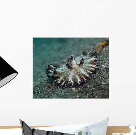 Brown and White Nudibranch Wall Decal