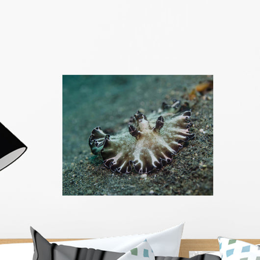 Brown and White Nudibranch Wall Decal