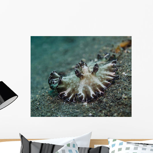 Brown and White Nudibranch Wall Decal