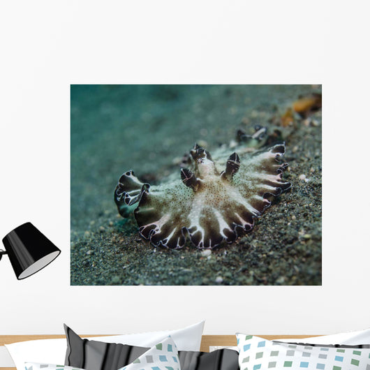 Brown and White Nudibranch Wall Decal