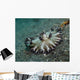 Brown and White Nudibranch Wall Decal