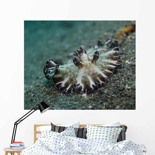 Brown and White Nudibranch Wall Decal