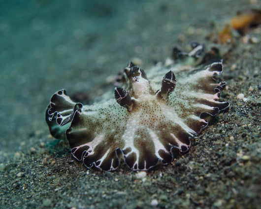 Brown and White Nudibranch Wall Decal