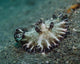 Brown and White Nudibranch Wall Decal
