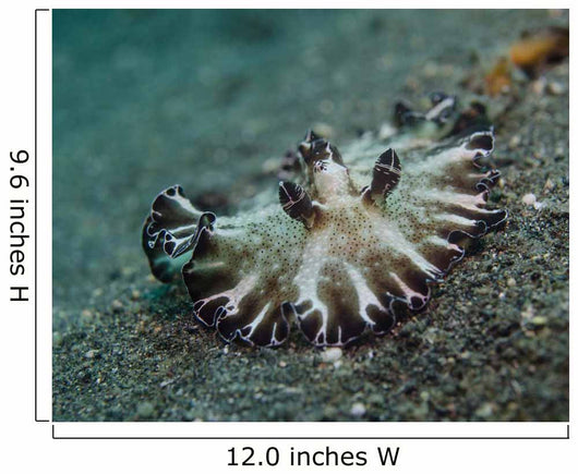 Brown and White Nudibranch Wall Decal