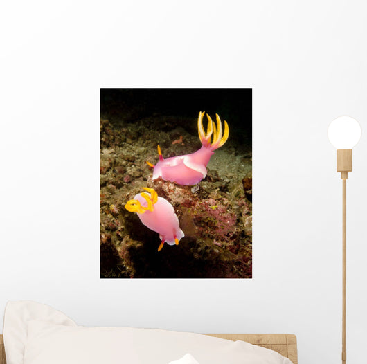 Pair Pink Nudibranchs Lembeh Wall Decal