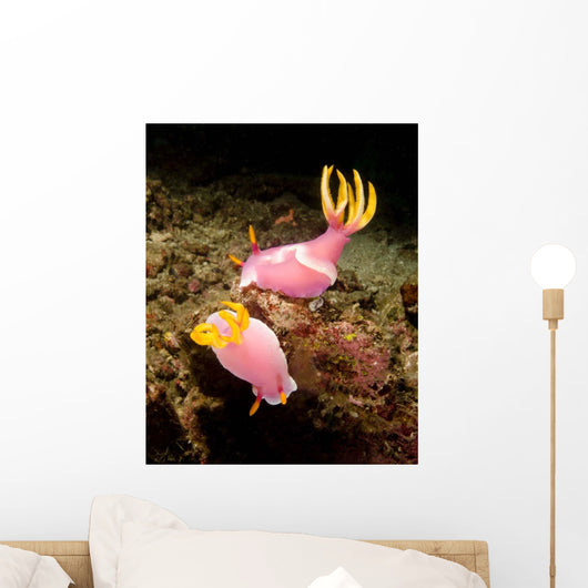 Pair Pink Nudibranchs Lembeh Wall Decal