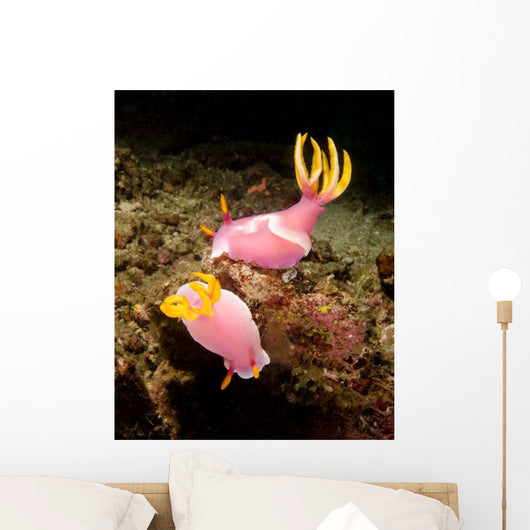 Pair Pink Nudibranchs Lembeh Wall Decal