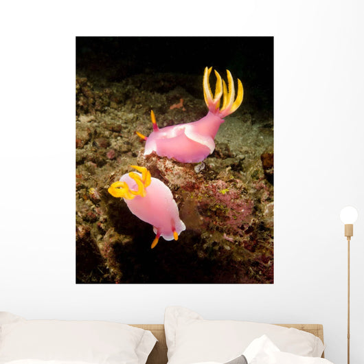 Pair Pink Nudibranchs Lembeh Wall Decal