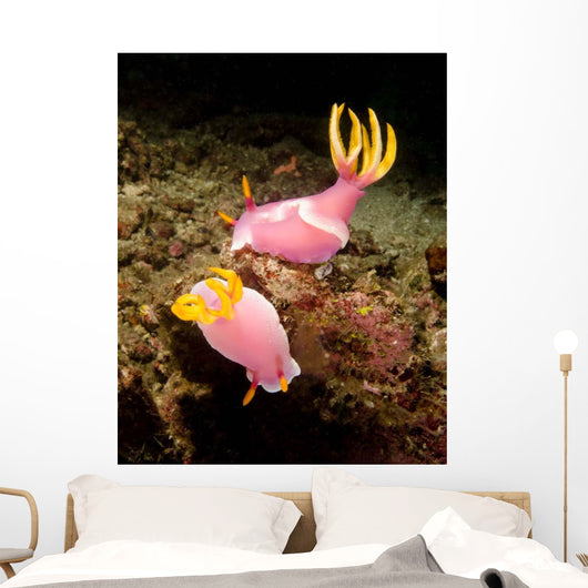 Pair Pink Nudibranchs Lembeh Wall Decal