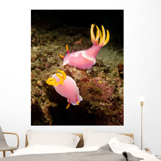 Pair Pink Nudibranchs Lembeh Wall Decal