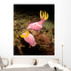 Pair Pink Nudibranchs Lembeh Wall Decal