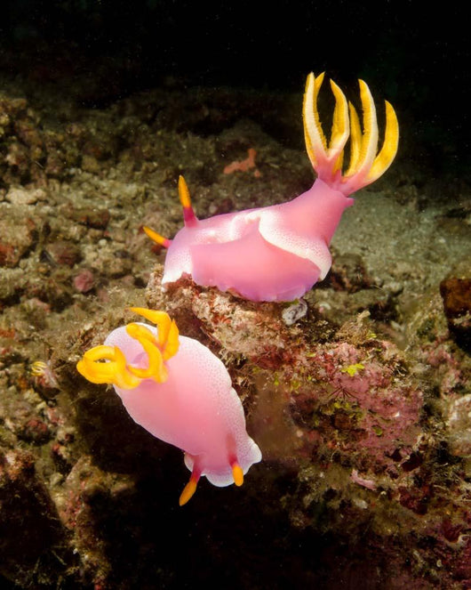 Pair Pink Nudibranchs Lembeh Wall Decal