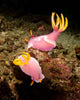 Pair Pink Nudibranchs Lembeh Wall Decal