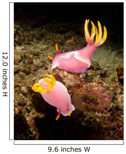 Pair Pink Nudibranchs Lembeh Wall Decal