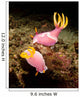 Pair Pink Nudibranchs Lembeh Wall Decal