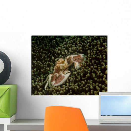 Porcelain Crab Anemone Lembeh Wall Decal