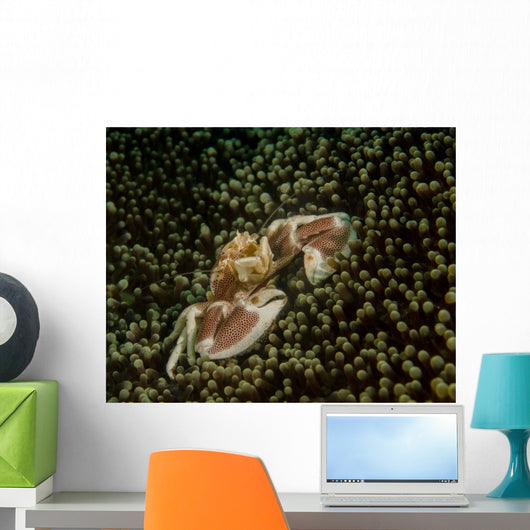 Porcelain Crab Anemone Lembeh Wall Decal