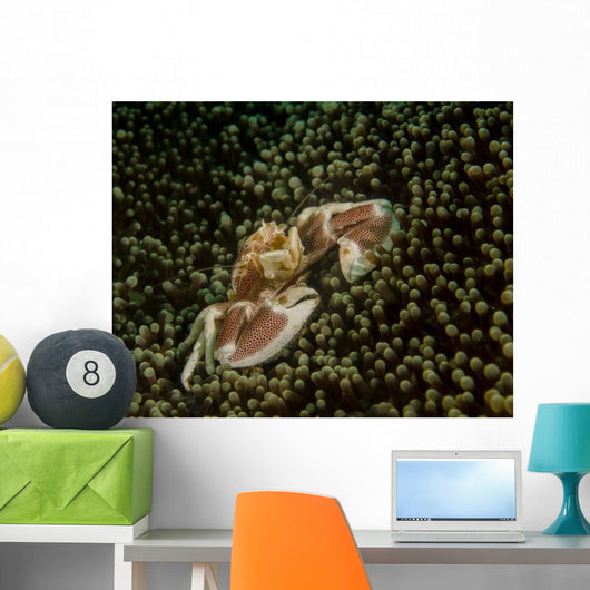 Porcelain Crab Anemone Lembeh Wall Decal