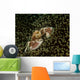 Porcelain Crab Anemone Lembeh Wall Decal