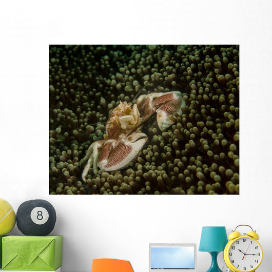 Porcelain Crab Anemone Lembeh Wall Decal