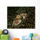 Porcelain Crab Anemone Lembeh Wall Decal