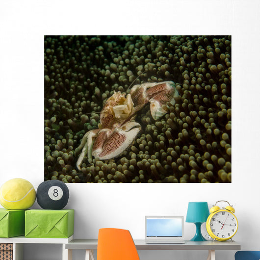 Porcelain Crab Anemone Lembeh Wall Decal