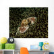 Porcelain Crab Anemone Lembeh Wall Decal