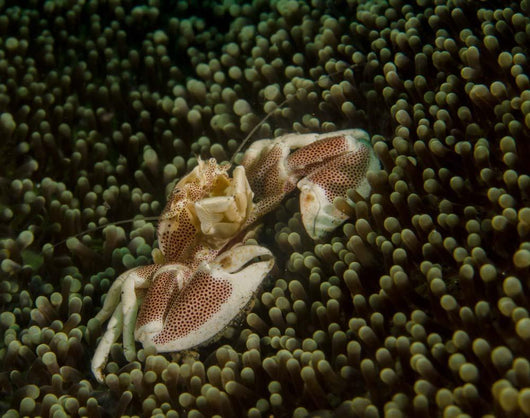 Porcelain Crab Anemone Lembeh Wall Decal