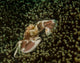Porcelain Crab Anemone Lembeh Wall Decal