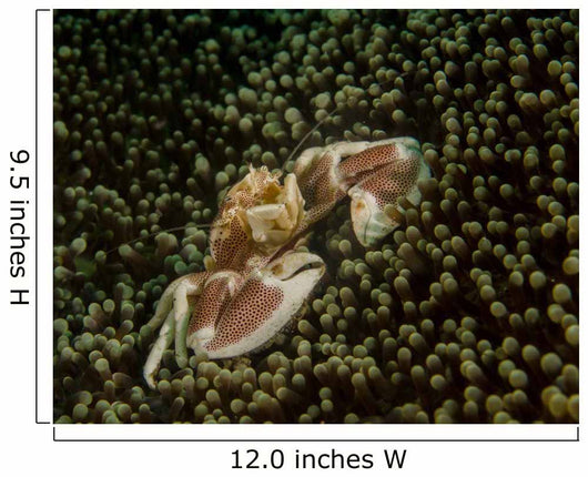 Porcelain Crab Anemone Lembeh Wall Decal