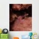 Purple Squat Lobster Sponge Wall Decal
