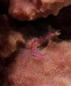 Purple Squat Lobster Sponge Wall Decal