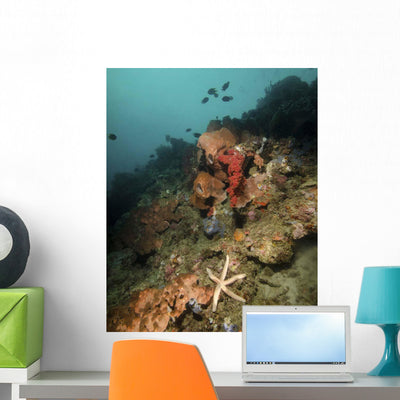 Starfish Diverse Reef Lembeh Wall Decal shown on a wall