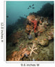 Starfish Diverse Reef Lembeh Wall Decal