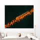 Close-up Whip Goby Whip Wall Decal