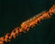 Close-up Whip Goby Whip Wall Decal