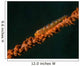 Close-up Whip Goby Whip Wall Decal