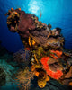 Colorful Reef Scene with Wall Decal