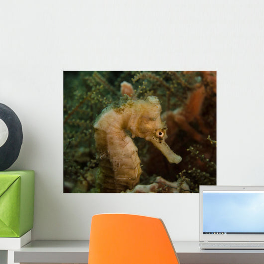 Seahorse West Palm Beach Wall Decal