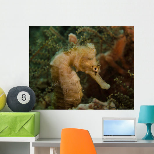 Seahorse West Palm Beach Wall Decal