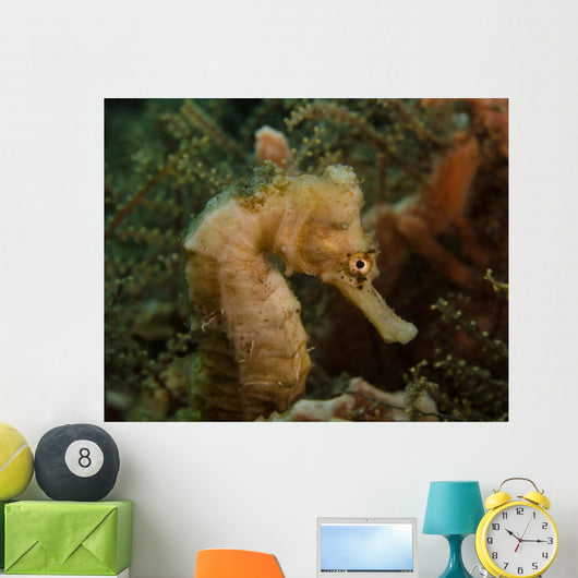 Seahorse West Palm Beach Wall Decal