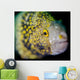 Snowflake Moray Eel Costa Wall Decal Design 2