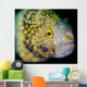 Snowflake Moray Eel Costa Wall Decal Design 2